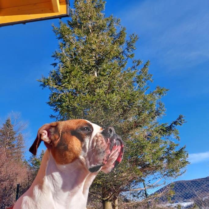 Panorama Sucha Gora ,Lesny Domek Skawica  Dış mekan fotoğraf